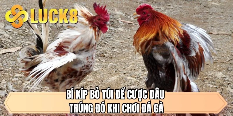 Bí kíp bỏ túi để cược đâu trúng đó khi chơi đá gà