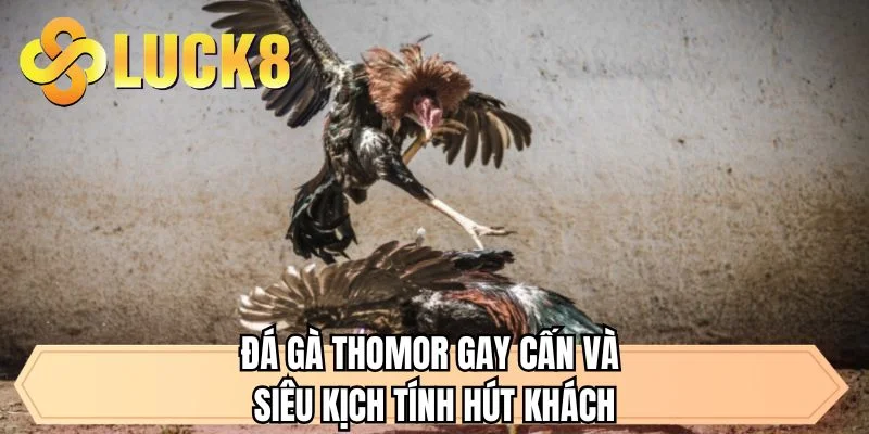 Đá gà Thomor gay cấn và siêu kịch tính hút khách