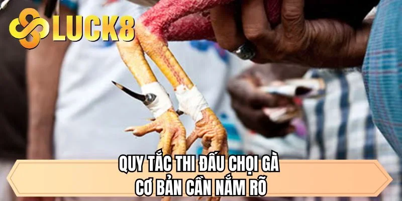 Quy tắc thi đấu chọi gà cơ bản cần nắm rõ